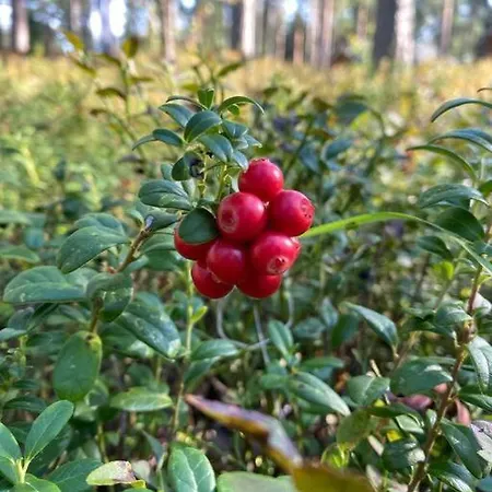 Kalajaervi * Seinäjoki