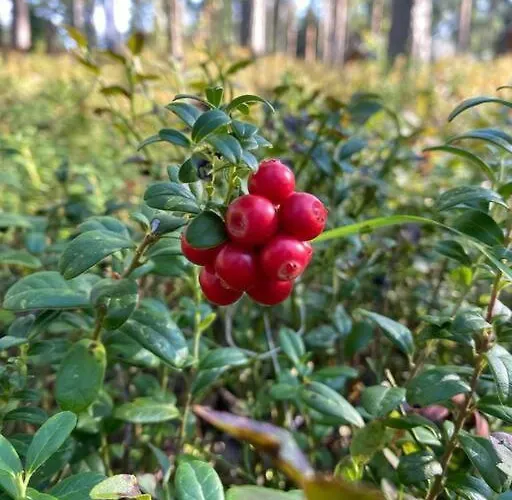 Kalajaervi * Seinäjoki